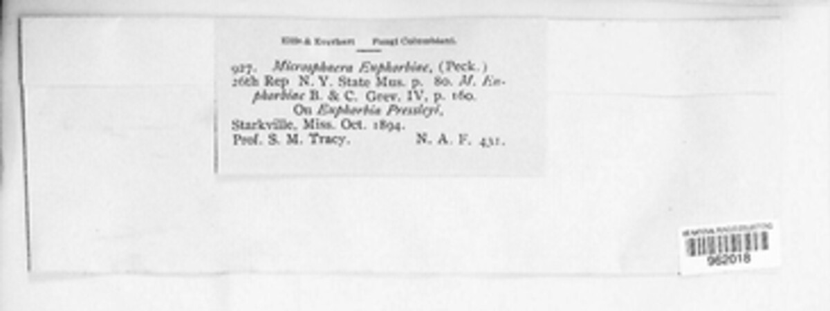 Erysiphe euphorbiicola image